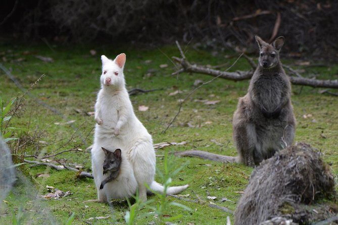 2 Day Tasmanian Highlights Tour - Bruny Island & Port Arthur - Optional extras on Day 1: lavender and local-made goods