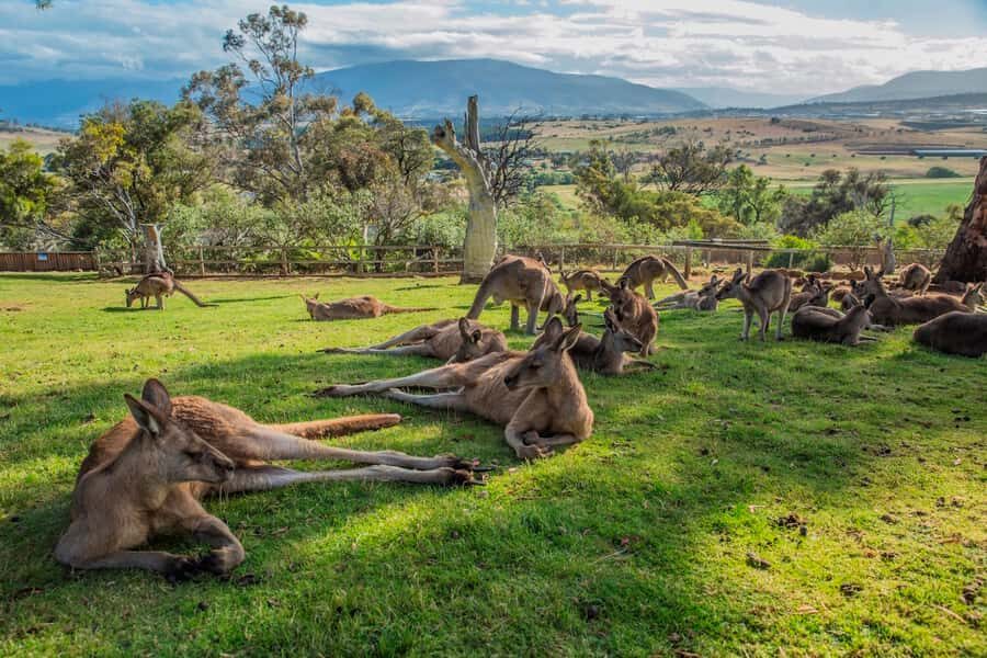 3D Tasmanian Highlights: Hobart, Port Arthur & Bruny Island - Bonorong Wildlife Sanctuary: what makes this stop worth the time