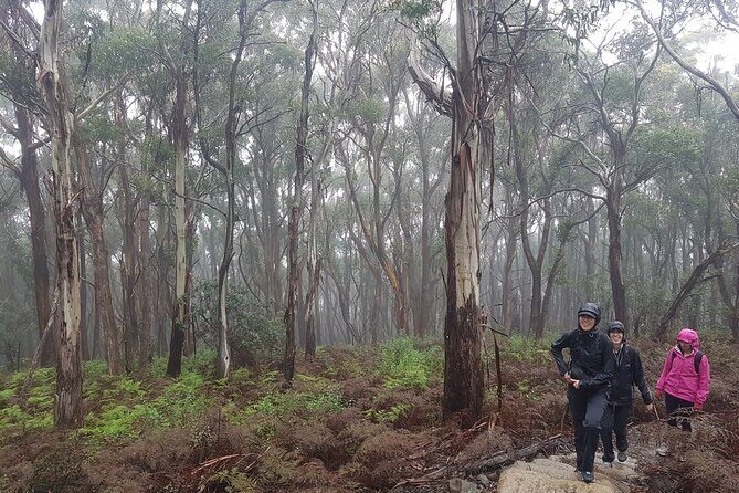 4 Day Wild Tasmania Tour / Wildlife, Nature, Hiking / Inc. Accom - What You’ll Enjoy Most: Small-Group Guidance, Real Animal Time, and Comfort That Isn’t Pretend