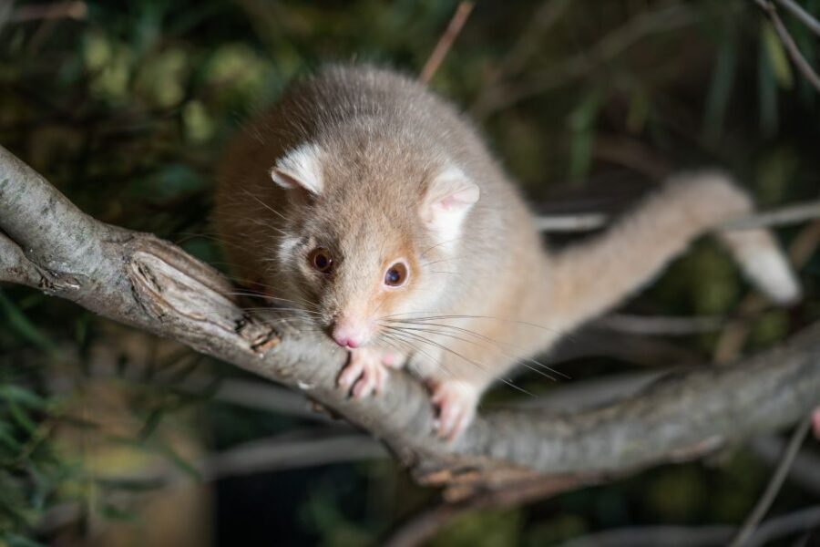 Bonorong Wildlife Sanctuary Guided Night Tour - Key Things You’ll Actually Remember