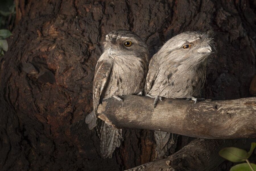Bonorong Wildlife Sanctuary Guided Night Tour - Bonorong After Dark: What Makes a Night Tour Worth It