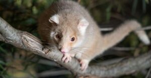 Bonorong Wildlife Sanctuary Guided Night Tour - The 2.5-Hour Game Plan: From Day Dwellers to Nocturnal Breakfast