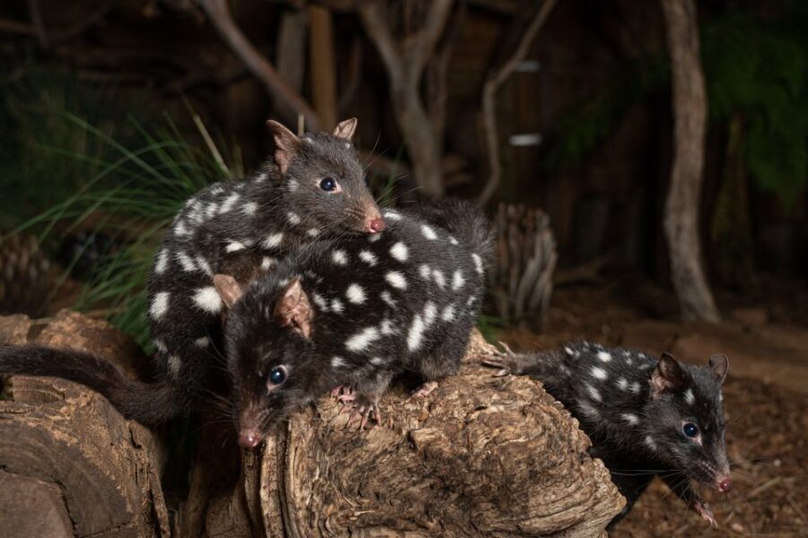 Bonorong Wildlife Sanctuary Guided Night Tour - Meet the Nocturnal Stars: Quolls, Frogmouths, and Sugar Gliders
