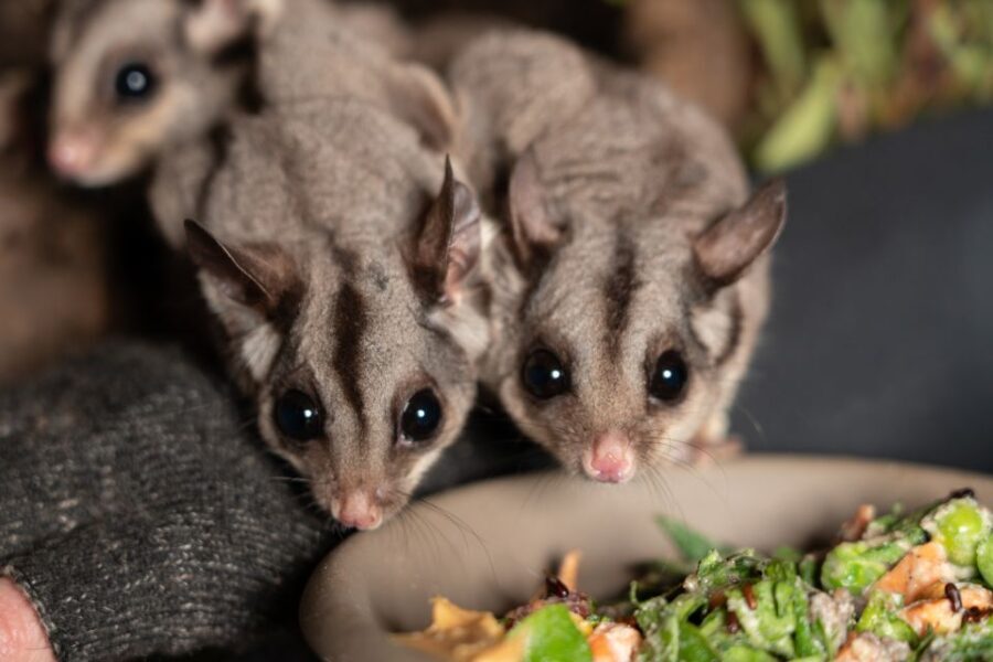Bonorong Wildlife Sanctuary Guided Night Tour - Injured and Orphaned Survivors: Why This Isn’t Just Cute Animal Time