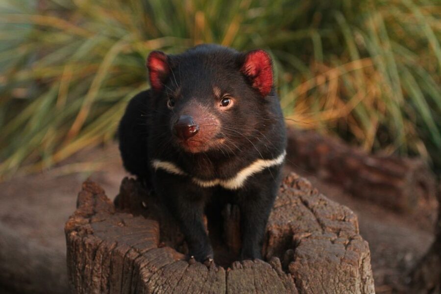 Bonorong Wildlife Sanctuary Guided Night Tour - Small Group = More Animal Time, Less Herding