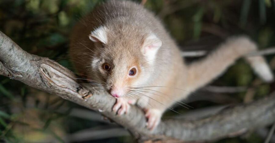 Bonorong Wildlife Sanctuary Guided Night Tour - The 2.5-Hour Game Plan: From Day Dwellers to Nocturnal Breakfast