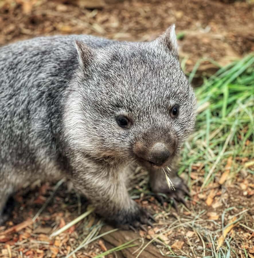 Bonorong Wildlife Sanctuary Half-Day Tour from Hobart - A Half-Day That Covers Hobart, Richmond, and Bonorong