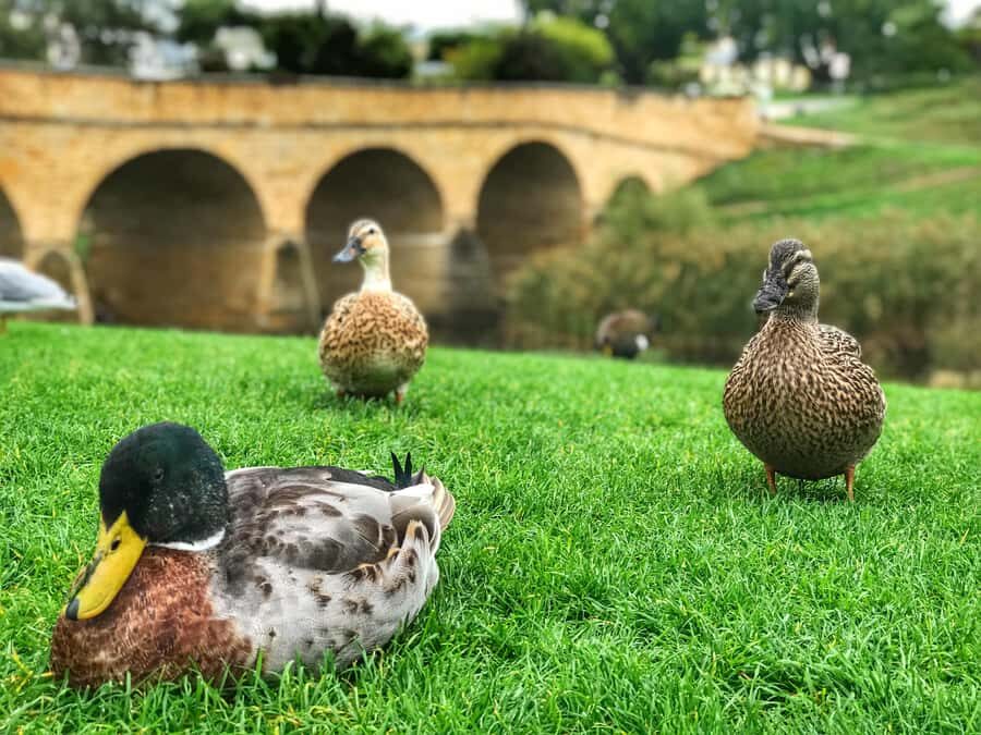 Bonorong Wildlife Sanctuary Half-Day Tour from Hobart - Historic Richmond Village in 70 Minutes: Stone Cottages, Georgian Mansions, and Old Bridges