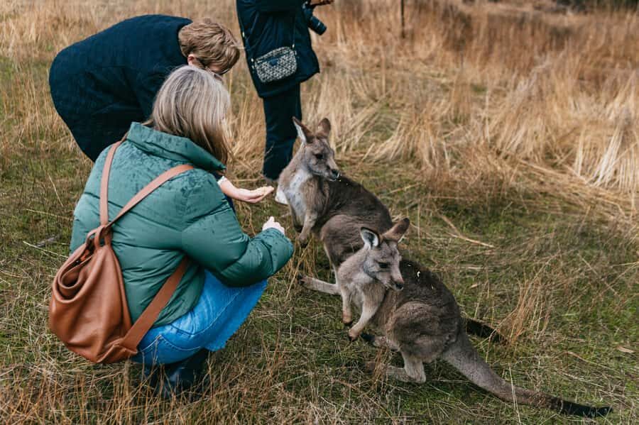 Bonorong Wildlife Sanctuary Half-Day Tour from Hobart - Bonorong Wildlife Sanctuary Encounters: Tasmanian Devils and Hand-Feeding