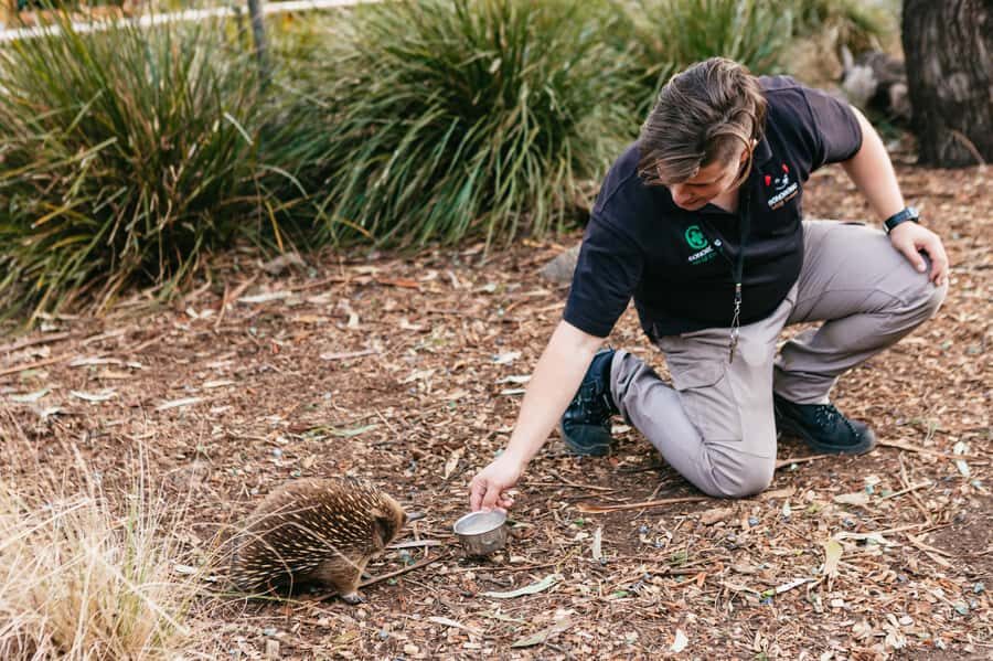 Bonorong Wildlife Sanctuary Half-Day Tour from Hobart - Group Ride Comfort and Real-World Flow
