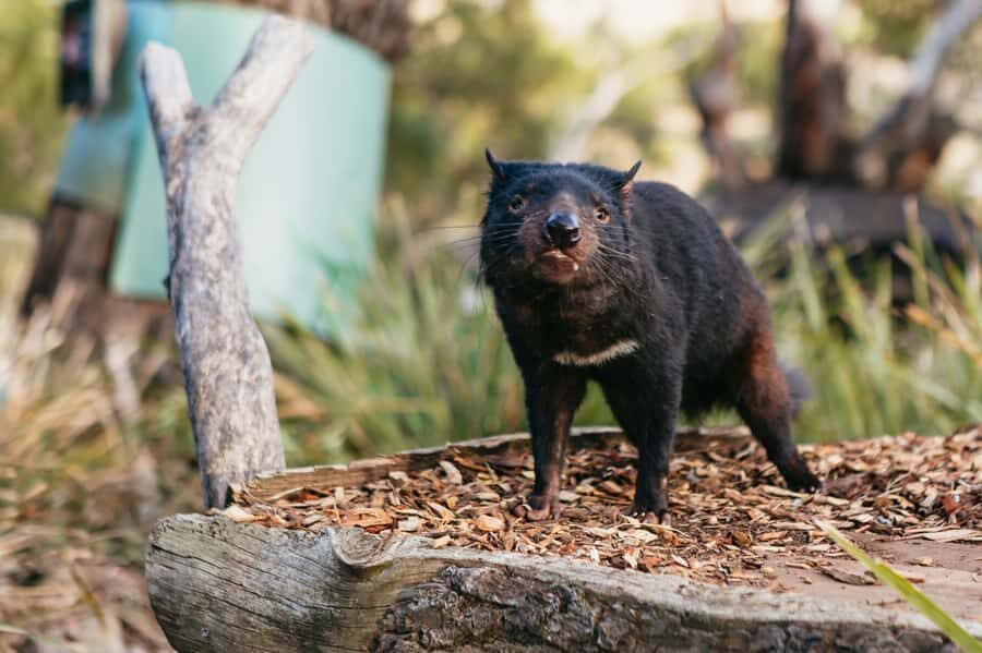 Bonorong Wildlife Sanctuary Half-Day Tour from Hobart - Who This Tour Suits (and Who Might Want a Longer Day)