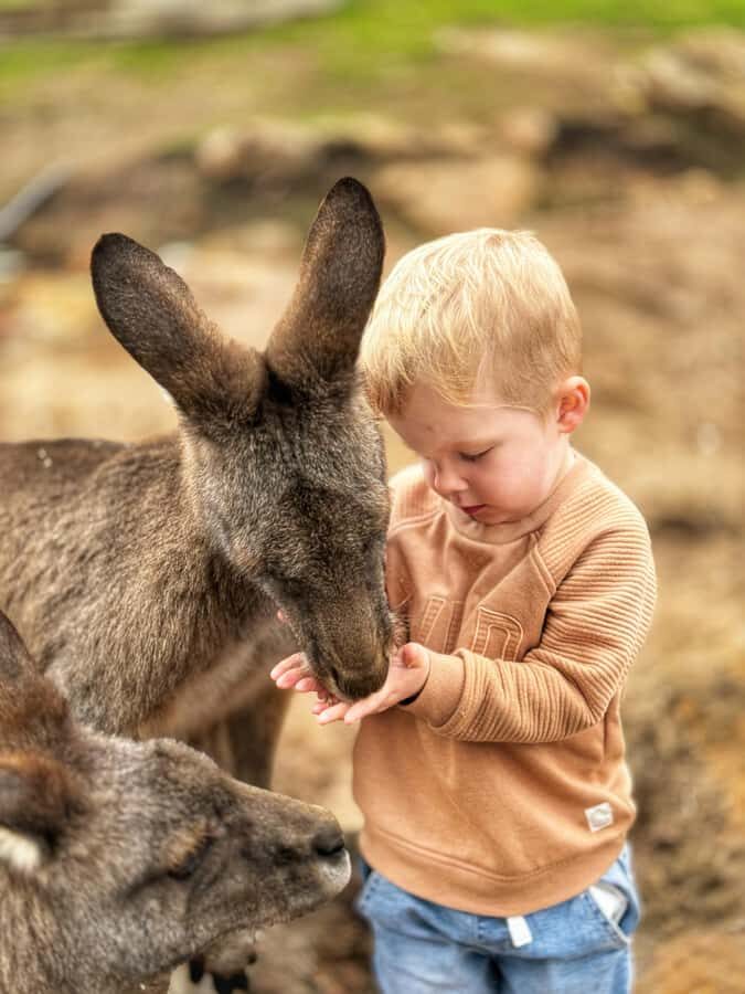 Bonorong Wildlife Sanctuary Half-Day Tour from Hobart - Getting From Hobart to Richmond: Tasman Bridge and Coal River Valley Timing