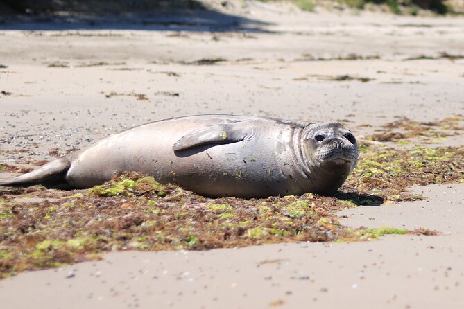 Bruny Island Small-Group Guided Tour From Hobart - Key highlights you’ll actually feel on the day