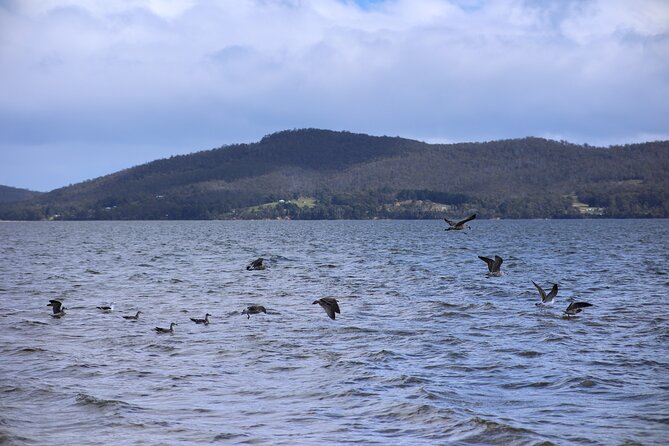 Bruny Island Small-Group Guided Tour From Hobart - Get Shucked oysters: a short stop with big payoff