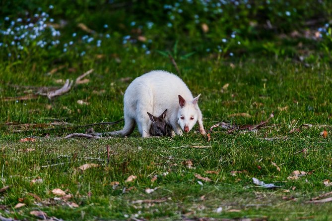 Bruny Island Traveller - Gourmet Tasting and Sightseeing Day Trip from Hobart - Who should book Bruny Island Traveller from Hobart