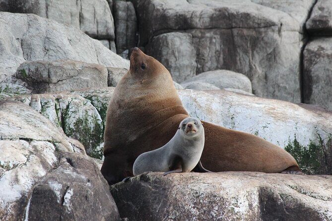Cape Raoul Cruises Day Tour from Hobart - What’s included—and what you’ll want to bring