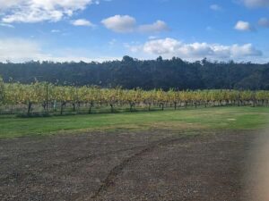 Cruise Ship - Wine Shore Excursion - Hobart - From the ship dock: how the day starts (and why 9:30am pickup helps)