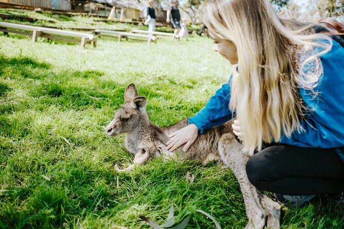 Day Tour in Mt. Field, Mt. Wellington, Bonorong Wildlife Sanctuary and Richmond - Key things I’d circle before you go