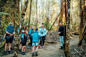 Day Tour in Mt. Field, Mt. Wellington, Bonorong Wildlife Sanctuary and Richmond - Russell Falls at Mt Field: rainforest calm with real wow-factor