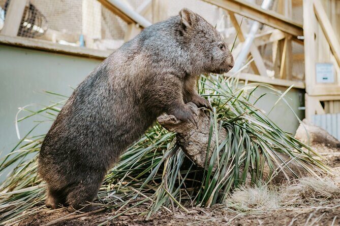 Day Tour in Mt. Field, Mt. Wellington, Bonorong Wildlife Sanctuary and Richmond - Who this tour is best for (and who should choose slower)