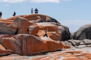 From Hobart: 5-Day Tasmania West & East Coast Tour - Price and what you actually get for $683 per person