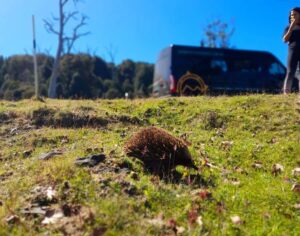 From Hobart: Active Day Trip to Cradle Mountain - The small-group bus: comfort, control, and fewer moving parts