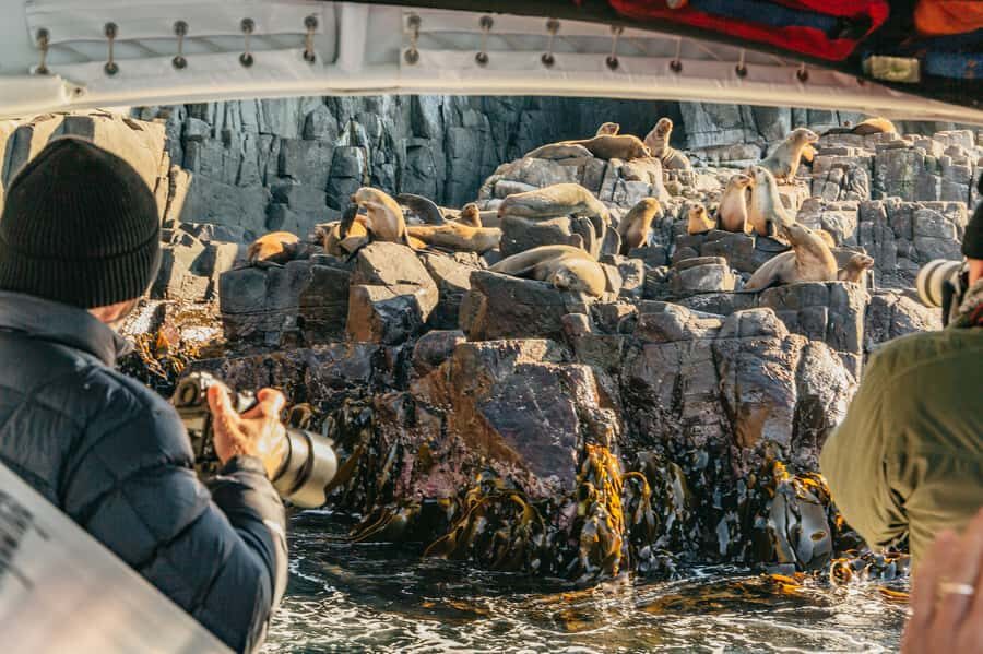 From Hobart/Adventure Bay: Bruny Island Wilderness Cruise - Two Ways to Start: From Hobart or Right on Bruny
