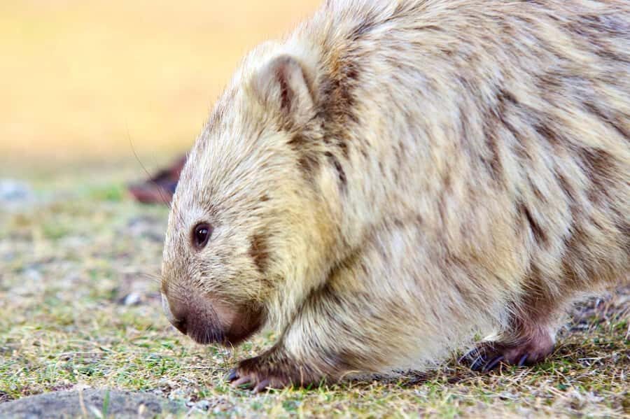 From Hobart: Day Tour to Maria Island with Bus Connection - Hobart to Triabunna: where your day starts (and where it doesn’t)