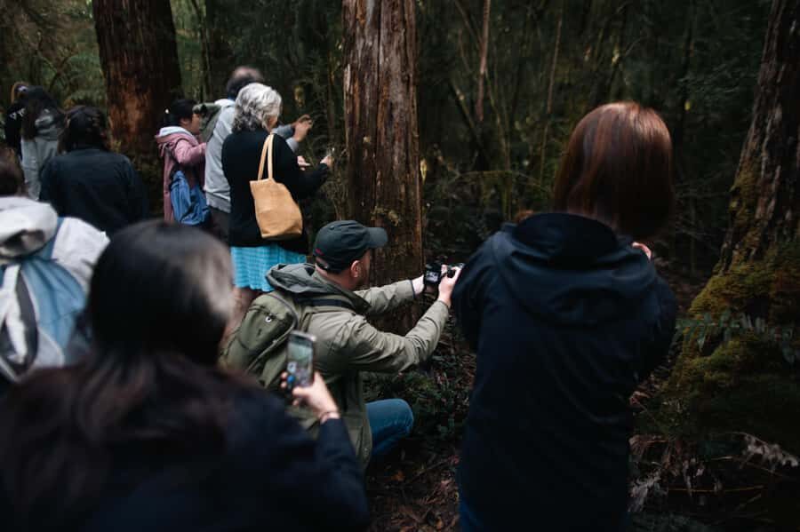 From Hobart: Full-Day Bruny Island Tour with Guide - Morning Walks: Rainforest Tracks, Beaches, and the Neck Lookout