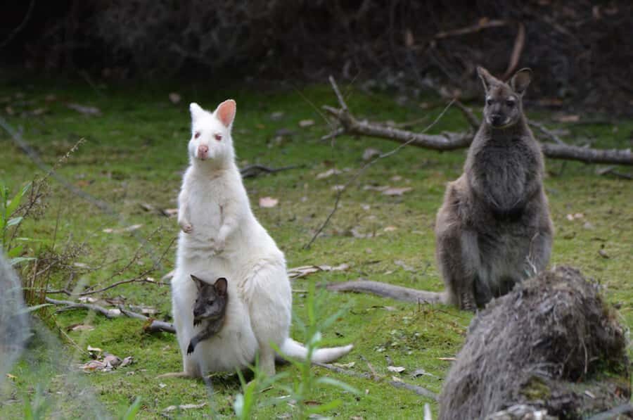 From Hobart: Full-Day Bruny Island Tour with Guide - The Guides Make or Break the Day