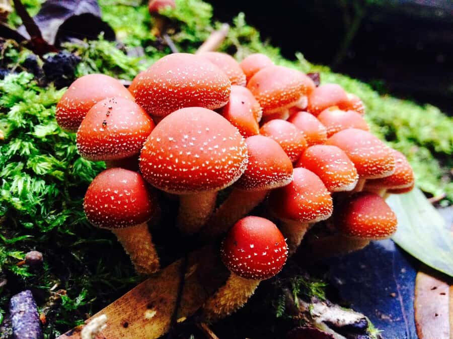 From Hobart: Mt. Field, Mt. Wellington and Wildlife Day Tour - Key highlights worth planning for