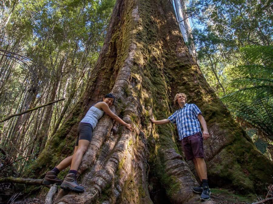 From Hobart: Mt. Field, Mt. Wellington and Wildlife Day Tour - How the pacing works: transport, group size, and what to pack