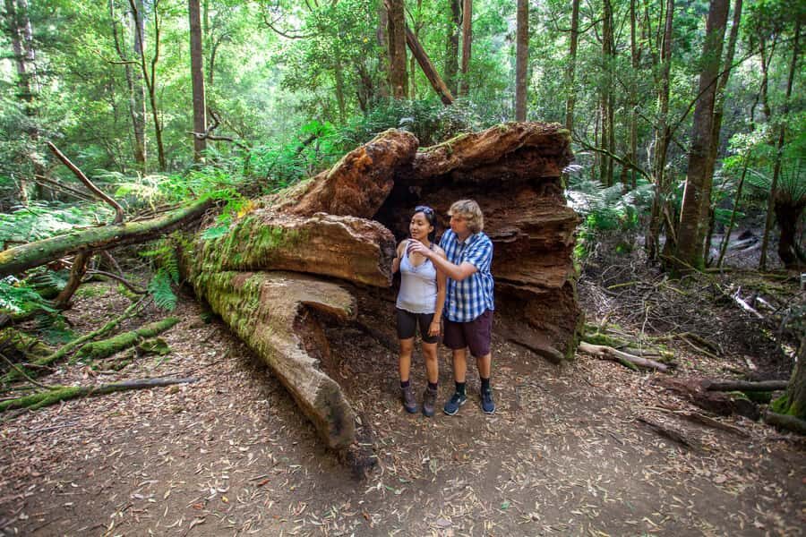 From Hobart: Mt. Field, Mt. Wellington and Wildlife Day Tour - Who should book this Mount Field and Mt Wellington day