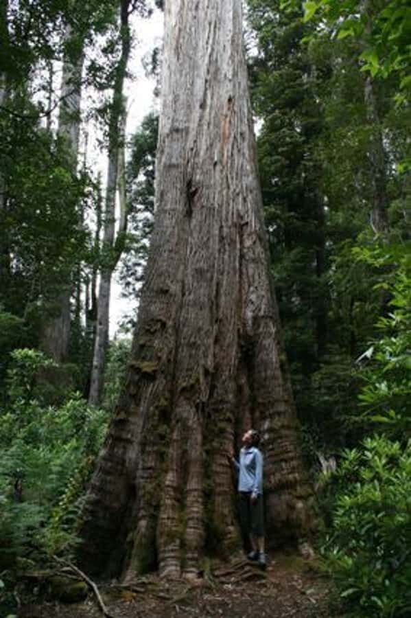 From Hobart: Mt. Field, Mt. Wellington and Wildlife Day Tour - Should you book this tour or plan something else?
