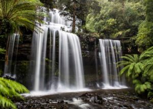 From Hobart: Mt. Field National Park and Russell Falls - Salmon Ponds: Feeding Trout and Salmon (Yes, You Do It)