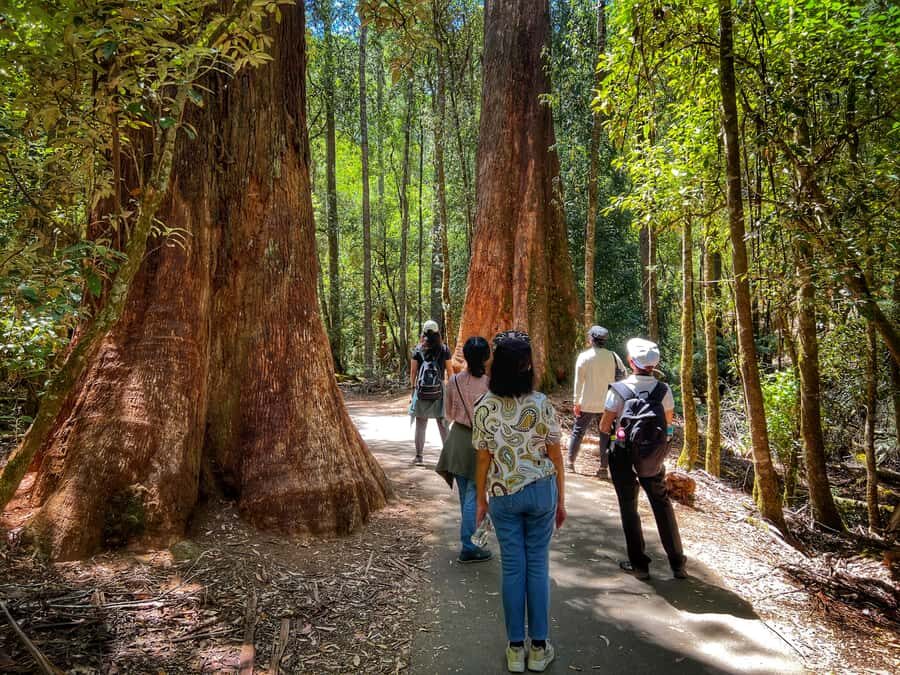 From Hobart: Mt. Field National Park and Russell Falls - Who This Tour Suits Best