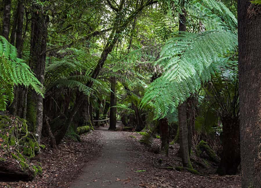 From Hobart: Mt. Field National Park and Russell Falls - Should You Book This Mt Field and Russell Falls Day Trip?