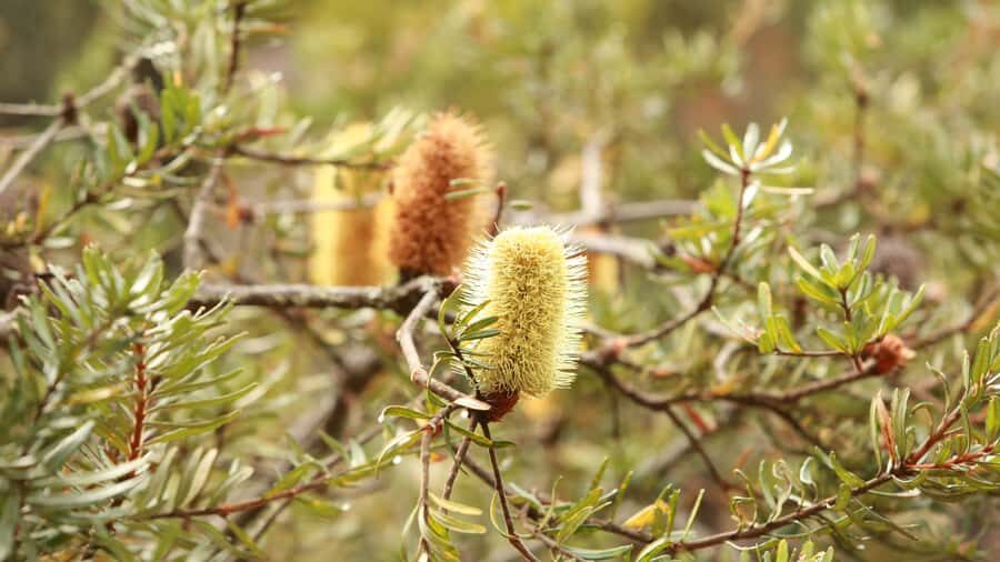 From Hobart: Mt Wellington Pinnacle 2 Hour Small Group Tour - Eucalyptus forests and Ferntree: where the weather can surprise you