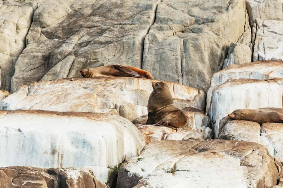 From Port Arthur: Tasman Island Wilderness Cruise - Cape Pillar to cave entrances: what you’ll see besides just cliffs