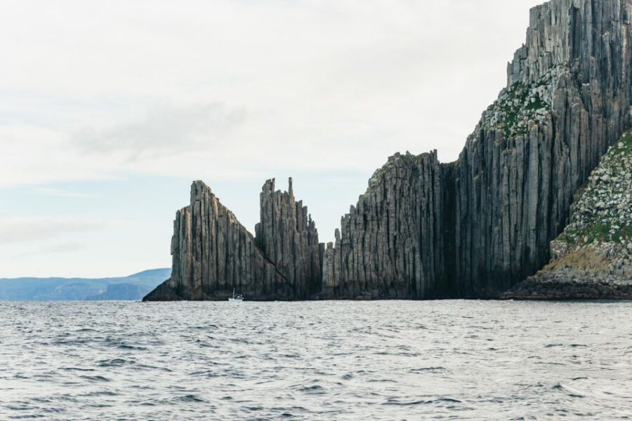 From Port Arthur: Tasman Island Wilderness Cruise - Wildlife spotting that actually changes minute to minute