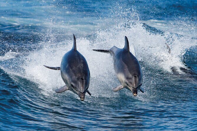 Full-Day Bruny Island Cruises Day Tour from Hobart - Key highlights worth getting excited about
