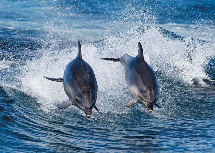 Full-Day Bruny Island Cruises Day Tour from Hobart - Guide-led value: safe operations and wildlife spotting effort