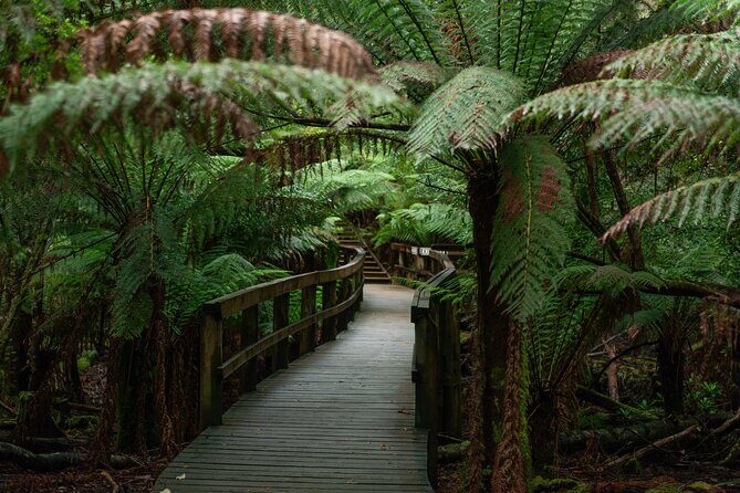 Hastings Caves, Tahune Airwalk and the Huon Tasting Trail - Best Ways to Get Photos, Fresh Air, and Possible Wildlife Sightings