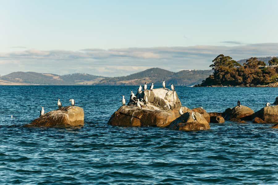 Hobart: 2.5-hour Iron Pot Lighthouse Cruise - Storm Bay to Betsey Island: seabirds, Hope Beach, and close-to-shore moments