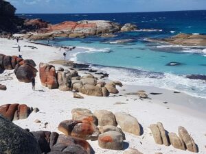 Hobart: 4 Day Wild Tasmania Tour - Small-Group Comfort in a Vehicle That Fits the Plan