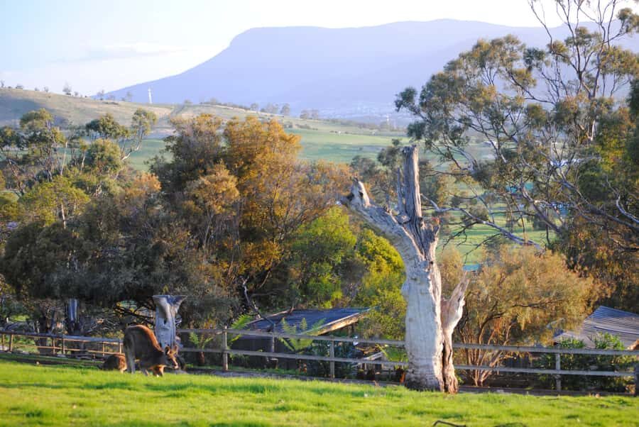 Hobart: Admission Ticket to Bonorong Wildlife Sanctuary - Key Points That Matter Before You Go