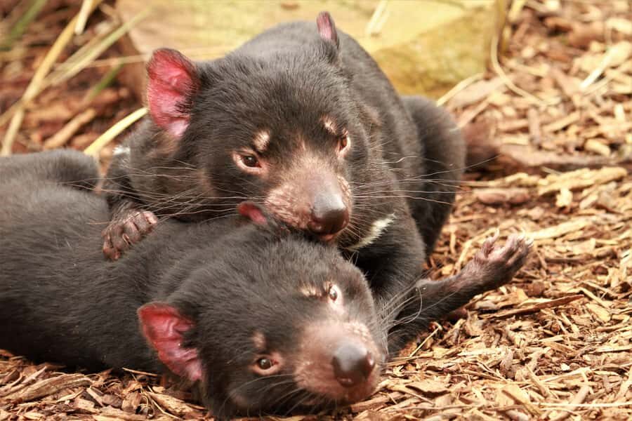 Hobart: Admission Ticket to Bonorong Wildlife Sanctuary - Entering Bonorong: Sanctuary Energy, Not Theme-Park Vibes