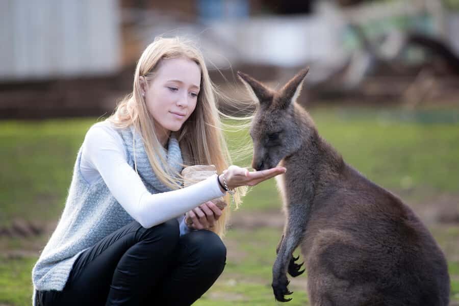 Hobart: Admission Ticket to Bonorong Wildlife Sanctuary - The Guided Tour: What You Learn With the Keeper