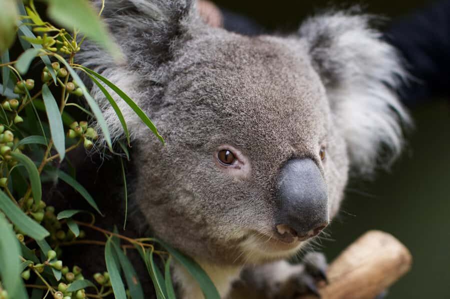 Hobart: Admission Ticket to Bonorong Wildlife Sanctuary - Beyond the Famous Names: Sugar Gliders, Quolls, and Birds