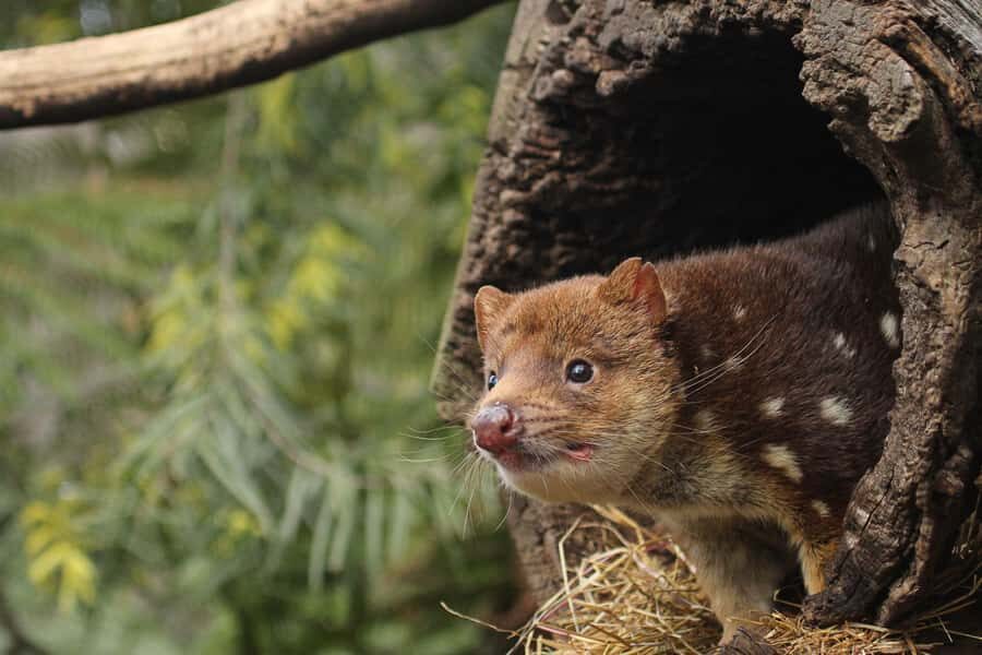 Hobart: Admission Ticket to Bonorong Wildlife Sanctuary - Feeding Free-Roaming Kangaroos (Food Bag Included)